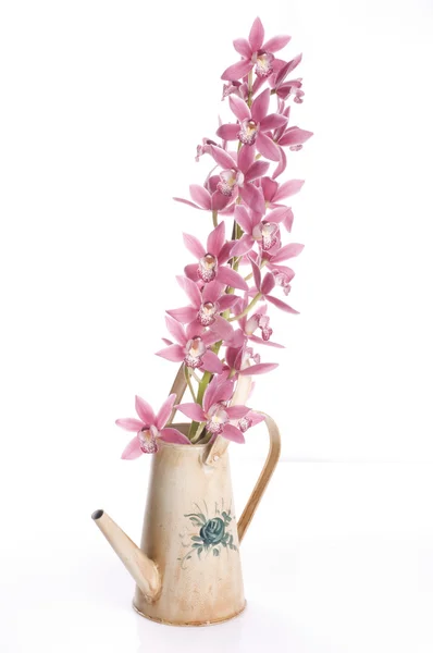 Flores de orquídea de primavera em uma lata de rega — Fotografia de Stock
