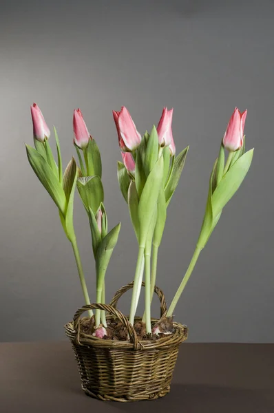 Rózsaszín tulipán csoport — Stock Fotó