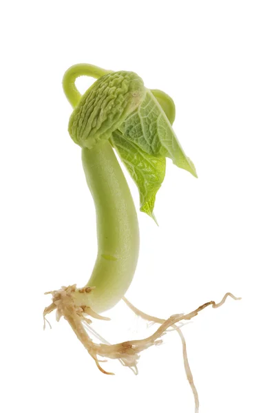 Bean sprout — Stockfoto