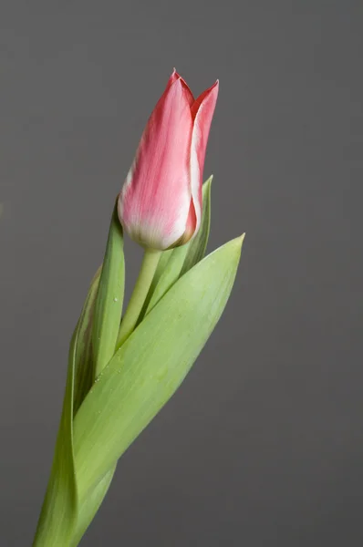 Single tulip over grey — Stock Photo, Image