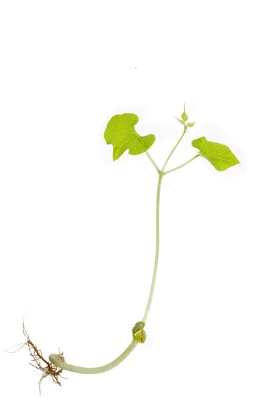 Bean sprout — Stock Photo, Image