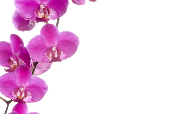 Beautiful orchid Stock Picture