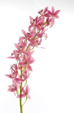 güzel orkide çiçek
