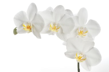 Beautiful orchid clipart