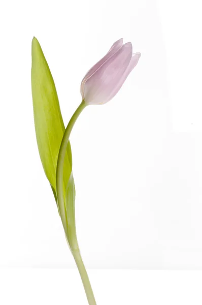Mooie roze tulp — Stockfoto