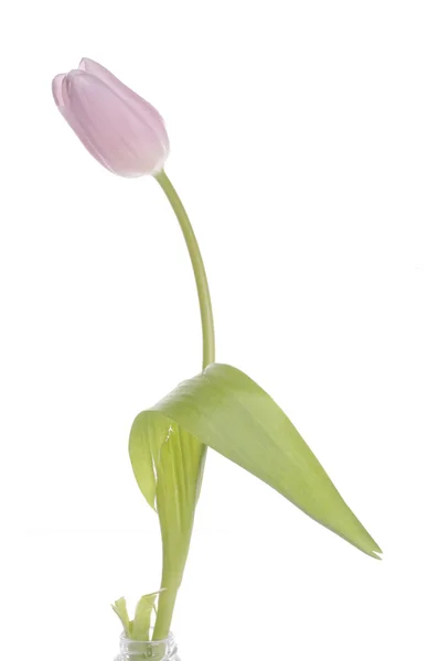 Linda tulipa rosa — Fotografia de Stock