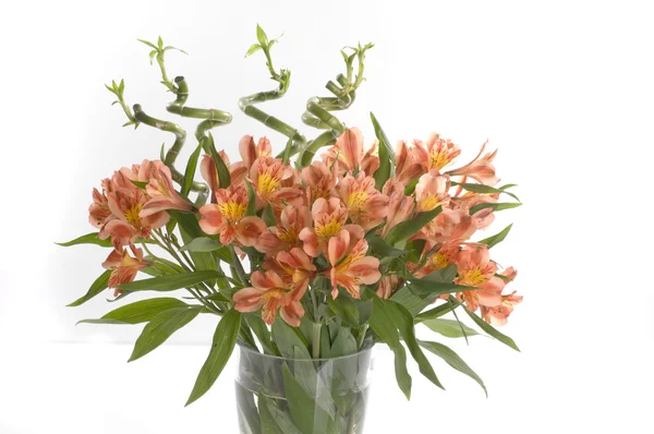 Szép ünnep virágok — Stock Fotó