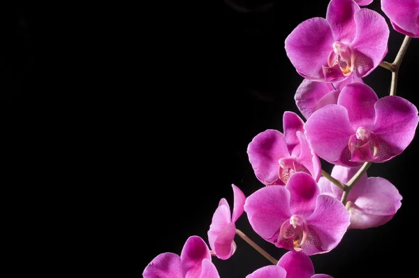 Красивая орхидея — стоковое фото
