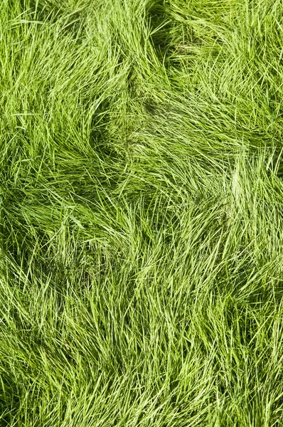 Πράσινο γρασίδι φόντο — Φωτογραφία Αρχείου