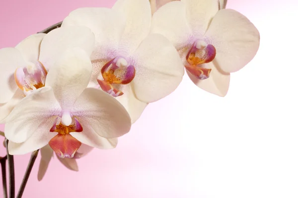 Beautiful orchid Stock Photo