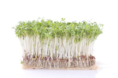 Cress over white clipart