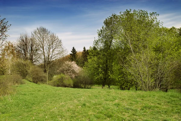Beautiful spring nature landscape — Stock Photo, Image