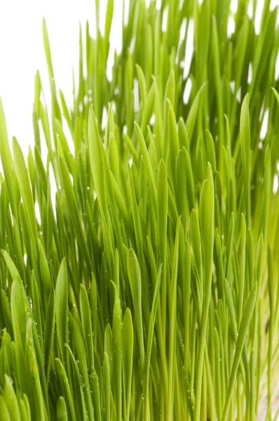 Primavera verde hierba fondo. — Foto de Stock