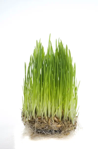 Zöld fű kihajtanak a búza — Stock Fotó