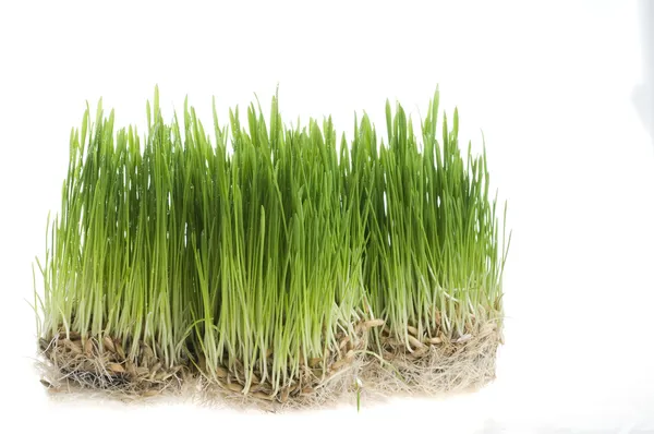 小麦の緑の草の芽 — ストック写真