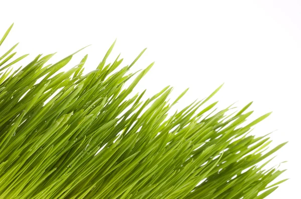 Frühling grünes Gras Hintergrund. — Stockfoto