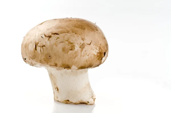 One mushroom isolated on white — Stock Photo, Image