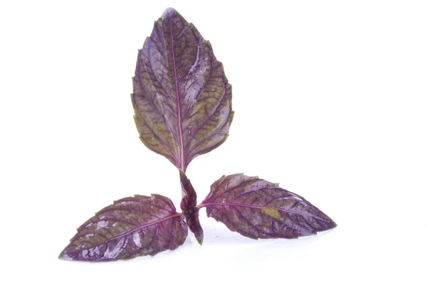 Basil leaf isolated on white — Stock Photo, Image