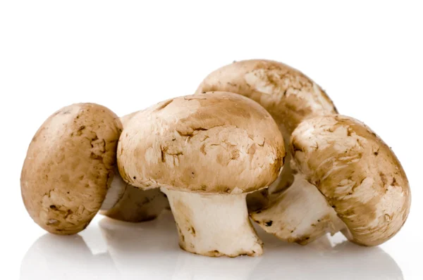 Свіжі сирі гриби на білому — стокове фото