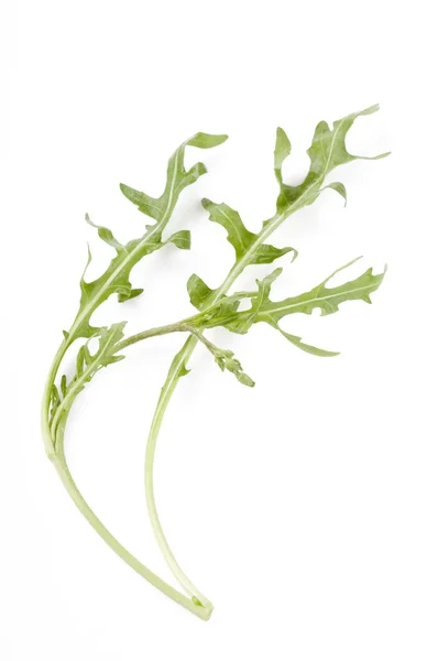 Рукола leaf ізольовані шпалерами білого кольору — стокове фото