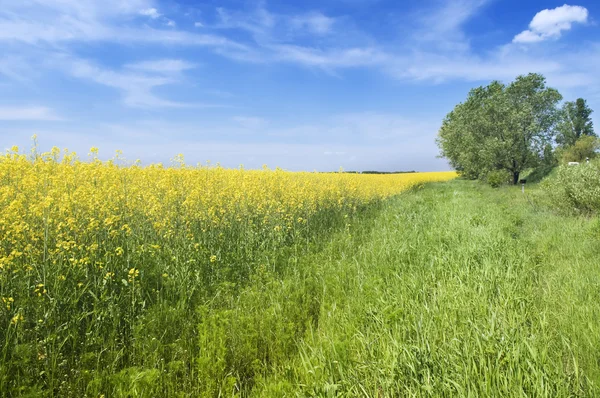 Jordbruk sommaren natur landskap — Stockfoto