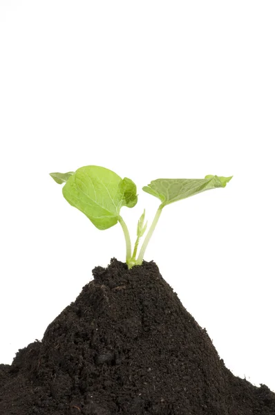 Groeiende groene plant in de bodem — Stockfoto