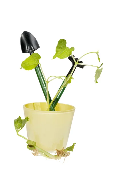 Tuin apparatuur met stronk in een pot — Stockfoto