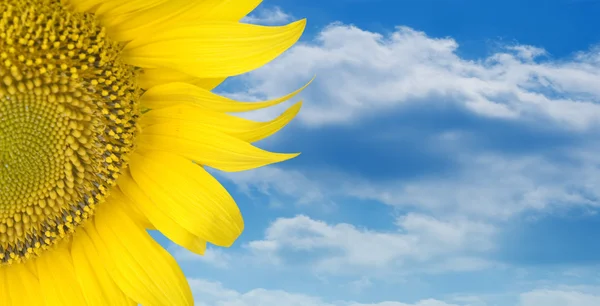 stock image Sunflower over blue sky