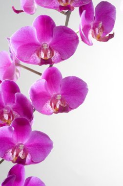 güzel orkide