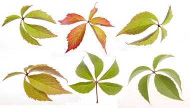 üzüm kümesi üzerinde beyaz izole bırakır