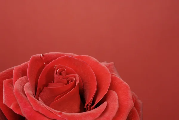 Макро из красивой красной розы с каплей воды — стоковое фото