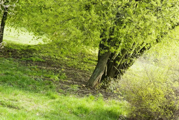 Spring green forest and grass — Stock Photo, Image