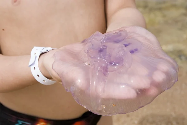 Медузи лежать на людських руках — стокове фото