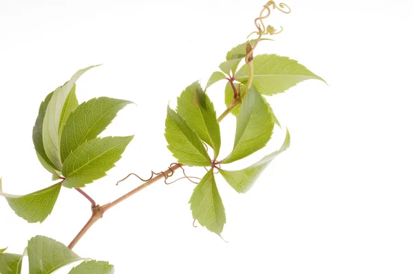 Trauben frische Blätter vor weißem Hintergrund — Stockfoto