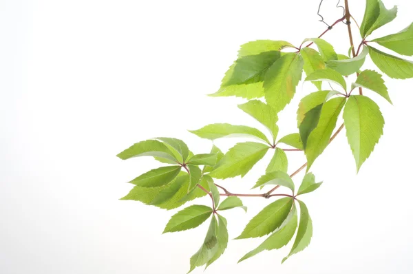 Uva foglie fresche su sfondo bianco — Foto Stock