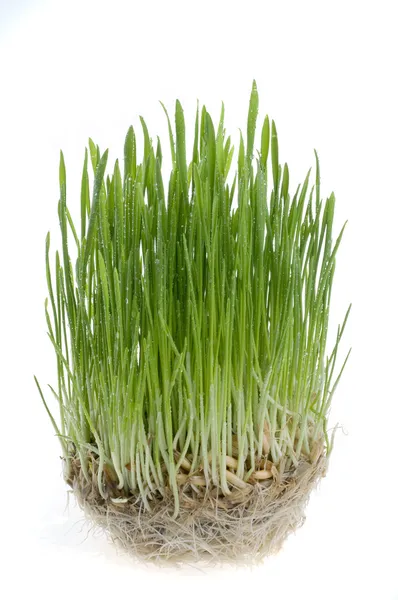 Grama verde broto de trigo sobre backgrou branco — Fotografia de Stock