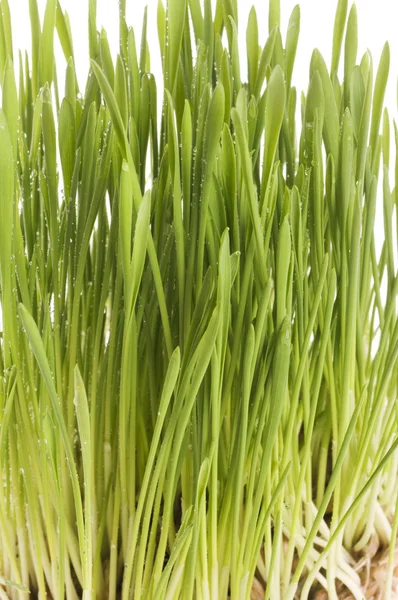 Våren grönt gräs bakgrund. — Stockfoto