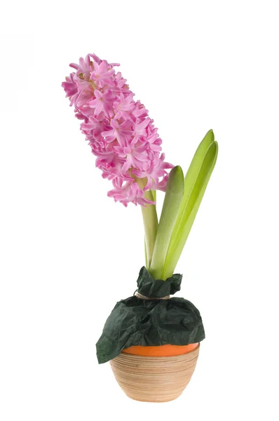 Bela flor de primavera de jacinto de cor — Fotografia de Stock