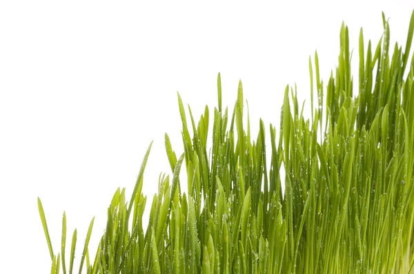 Tavaszi zöld fű háttér. — Stock Fotó