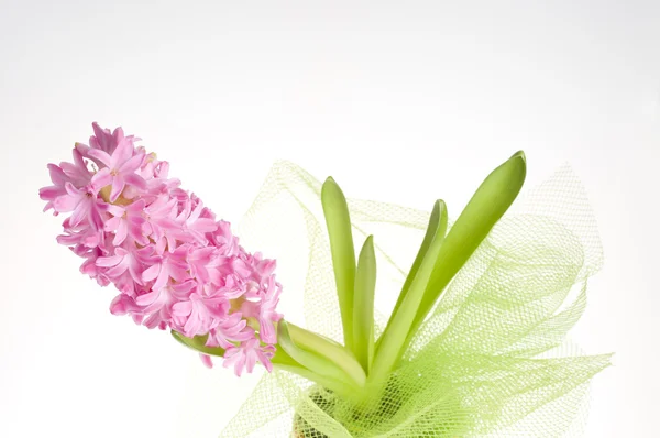 Красива весняна квітка кольору гіацинту — стокове фото