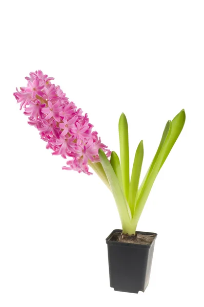 Vacker vårblomma i färg hyacint — Stockfoto