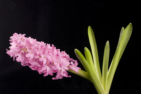 Beautiful spring flower of colour hyacinth over — Stock Photo, Image