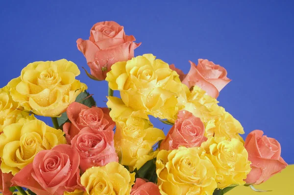Цветной букет роз на голубом фоне — стоковое фото