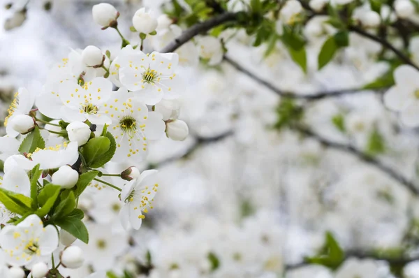Blossom of beautiful spring cherry tree — Stock Photo, Image