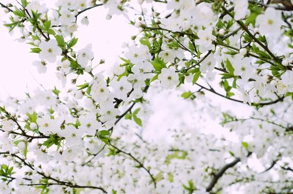 Blossom of beautiful spring cherry tree — Stock Photo, Image