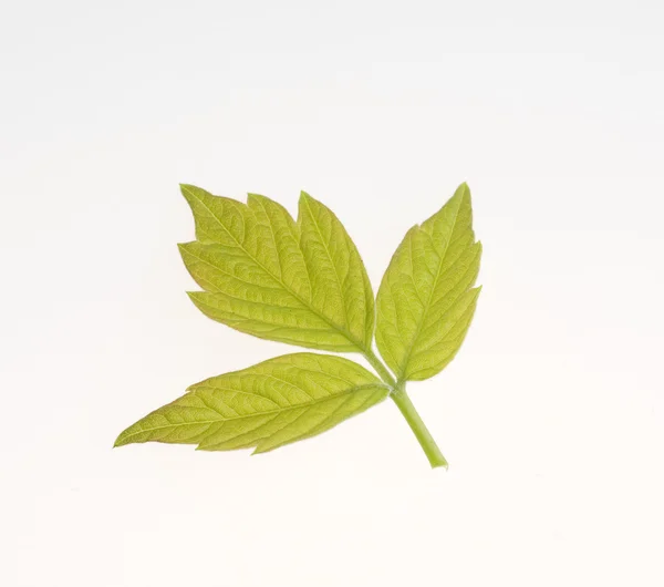 Natura zielony liść na białym tle nad białym — Zdjęcie stockowe