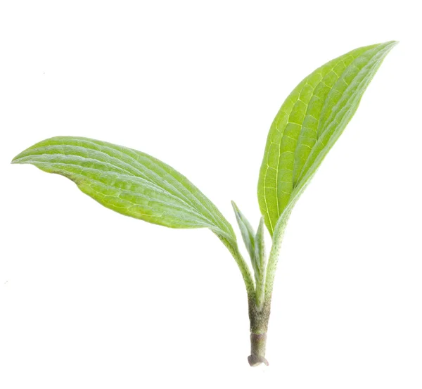 Přírodní zelené listy izolované na bílém pozadí — Stockfoto