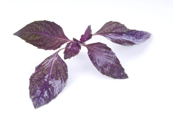 Basil leaf isolated on white — Stock Photo, Image