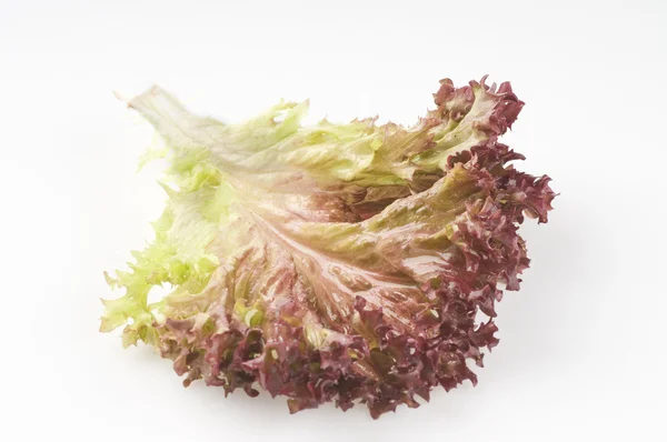 Lettuce leaf isolated on a white — Stock Photo, Image