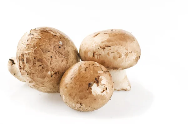 Cogumelos crus em branco — Fotografia de Stock